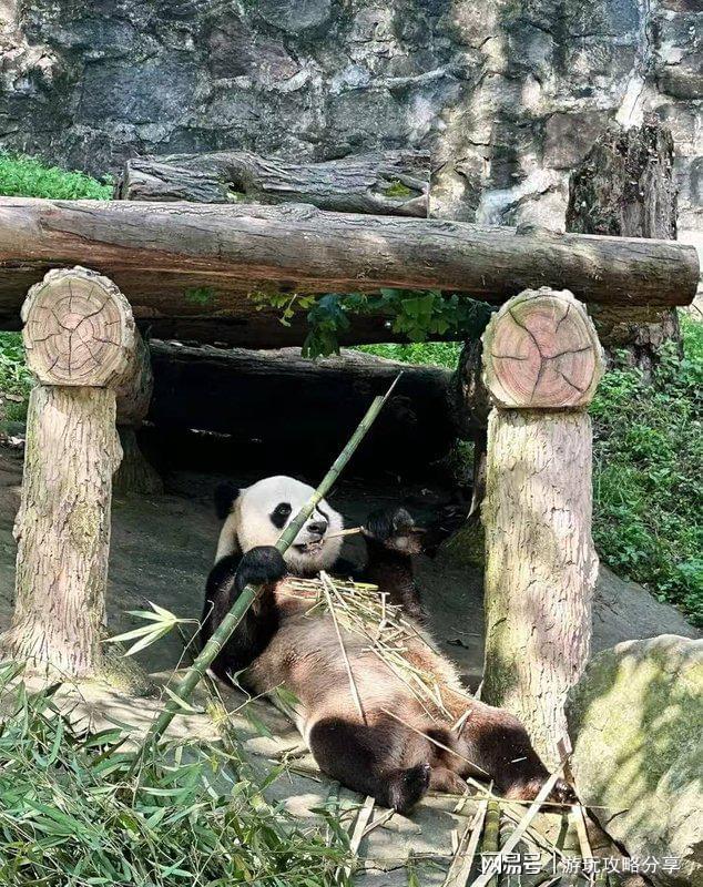 荐 成都三天游实用攻略-亲历游玩经验MG不朽情缘出发成都旅游4天自驾游推